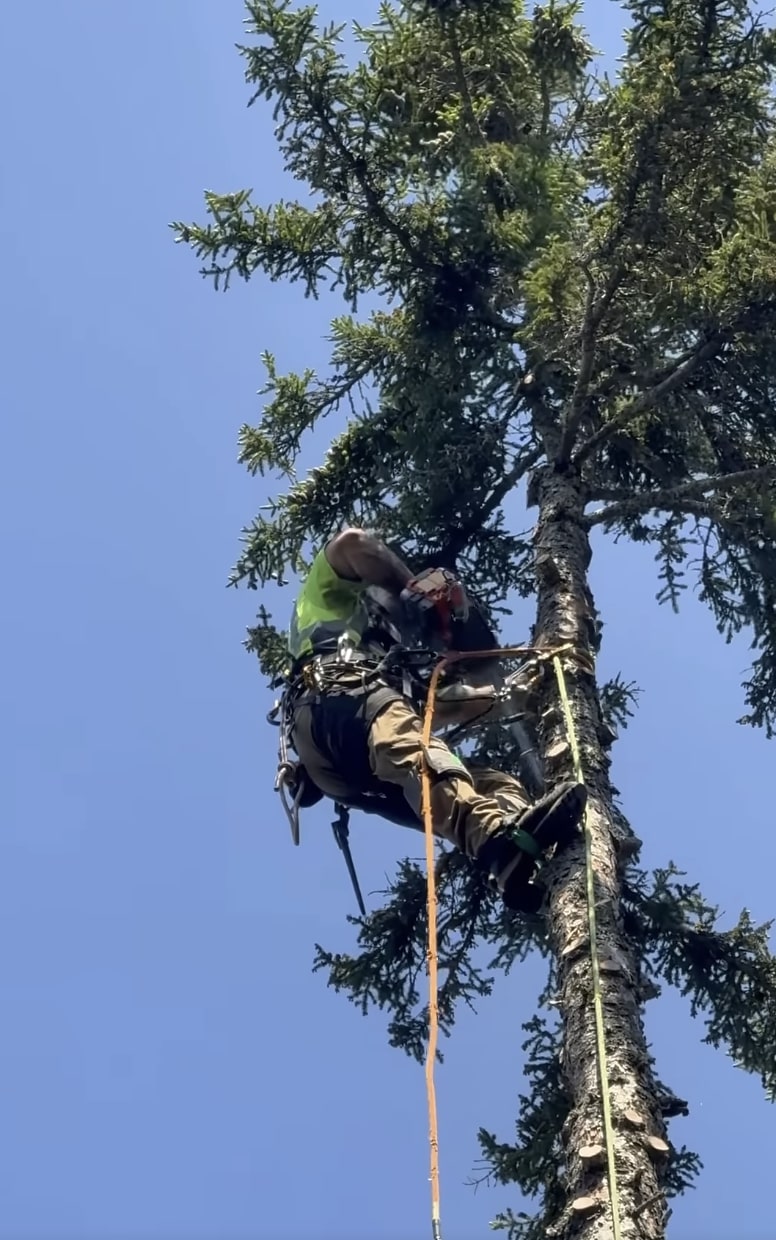 Expert tree trimming and pruning in Napa, CA