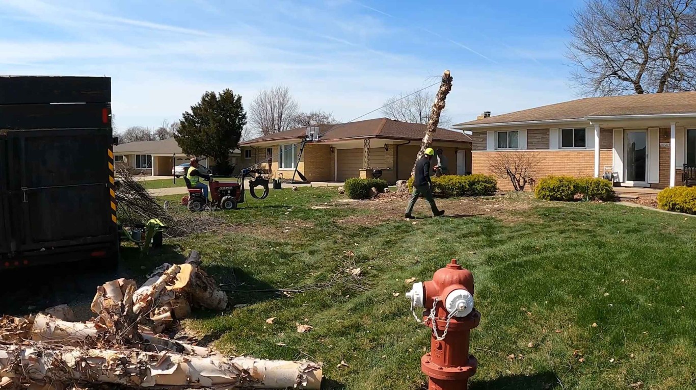 Professional tree service in Napa, CA
